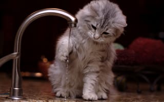 Картинка вода, кошка, игра, кран, котенок, струя воды