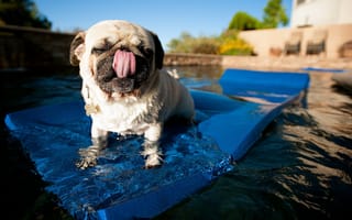 Картинка вода, язык, мопс, собака, коврик, бассейн