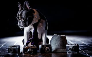 Картинка французский бульдог, собака, шляпа, фотоаппараты