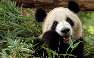 Картинка морда, взгляд, бамбук, медведь, панда