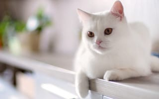 Картинка кот, кошка, животное, белый, домашнее