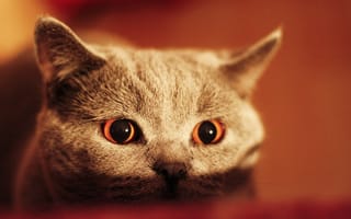 Обои глаза, серый, кошка, кот, взгляд