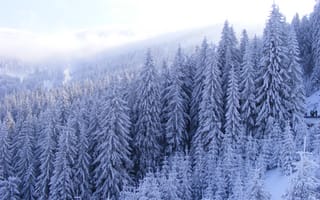 Картинка лес, зима
