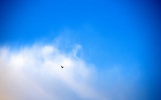 Картинка golub, v nebesnoj, sinive