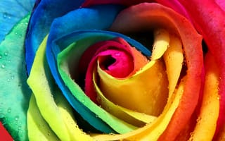 Картинка роса, роза, радужная, бутон, лепестки, разноцветная