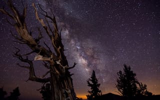 Картинка небо, ночь, деревья, выдержка, победитель конкурса астрономической фотографи, млечный путь