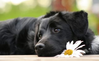 Картинка цветок, ромашка, грустный, щенок, ченрыш, пес, лежит