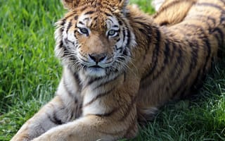 Картинка тигр, взгляд, трава, лежит, хищник