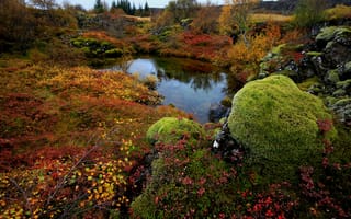 Картинка деревья, камни, национальный парк thingvellir, мох, вода, озеро, исландия, осень, природа