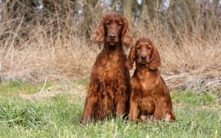 Картинка трава, собаки, две, ирландский сеттер, рыжие