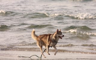 Картинка берег, собака, хаски, море, бег, поводок