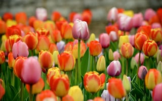 Картинка цветы, весна, много, разноцветные, тюльпаны