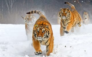 Картинка тигр, зима, бегут