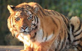 Картинка тигр, кошка, дикая, взгляд, хищник, большая