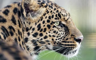 Картинка леопард, профиль, хищник