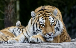 Картинка тигр, хищник, большая, кошка, дикая