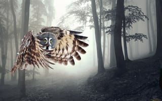 Обои сова, лес, полет, птицы, крылья