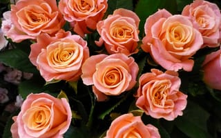 Картинка цветы, букет, розы, розовые