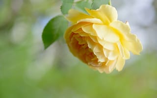 Картинка цветок, роза, лепестки, жёлтая