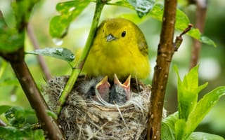 Картинка птицы, гнездо, желторотики, гнезда, птенцы, птиц, птичка