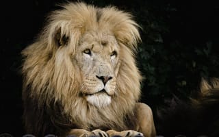 Картинка хищник, царь, грива, лев