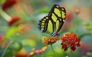 Картинка макро, цветок, бабочка, насекомые, крылья