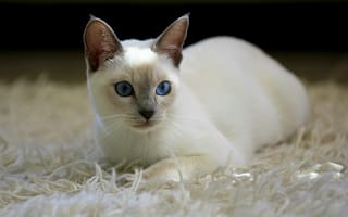 Картинка кот, кошка, белая, тайская, ковер