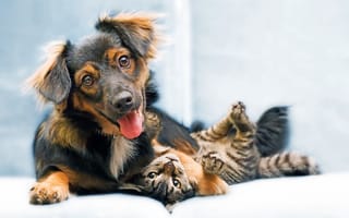 Картинка кошка, друзья, собака