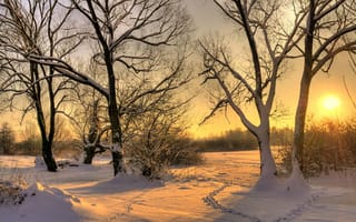 Картинка деревья, снег, солнце, зима