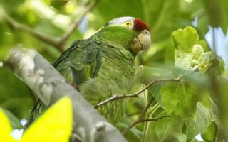 Картинка птица, попугай, зеленощёкий амазон