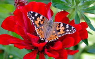 Картинка цветы, обычные, насекомые, бабочка, красивые, макро