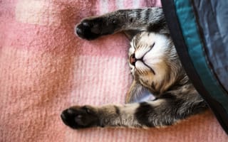 Картинка кот, покрывало, спит, кошка, лапы, сон