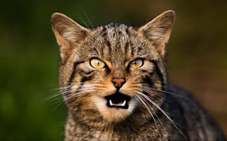 Картинка кот, мордочка, кошка, взгляд, усы, агрессивная полосатая кошка