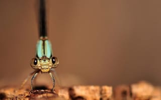 Картинка макро изображение стрекозы