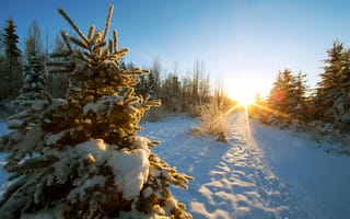 Картинка дорога, деревья, солнечные лучи, пейзаж, закат, зима, снег