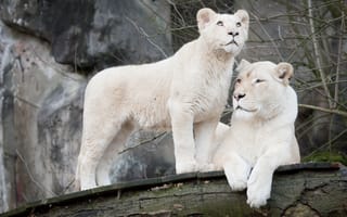 Картинка кошка, белый лев, пара, львы, львёнок, львица, белые