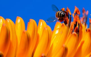 Картинка небо, лепестки, насекомое, цветок, макро, пчела