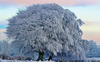 Обои снег, дерево, зима, красота