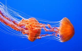 Обои море, подводный мир, медузы