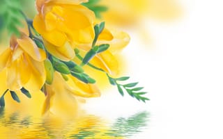 Картинка цветы, желтые, отражение, фрезия