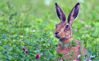 Картинка животные, природа, заяц, кролик, луг, трава, растение