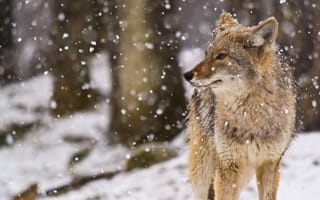 Картинка снег, койот, луговой волк