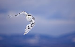 Картинка сова, полет, полярная, белая, птицы