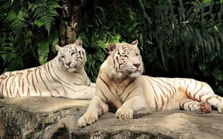 Картинка тигр, белые, пара, лежат