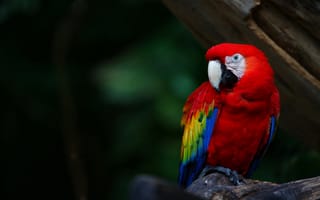 Обои разноцветный, попугай, ара, птицы