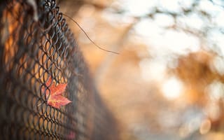 Картинка осень, лист, сетка, забор, ограда