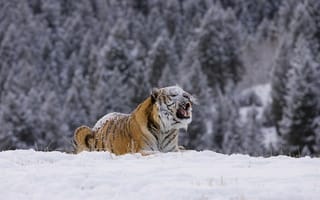 Обои тигр, зима, снег, лес, хищник