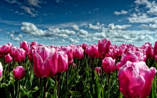 Картинка небо, цветы, поле, луг, розовые, весна, тюльпаны