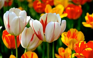 Картинка цветы, весна, тюльпаны, разноцветные