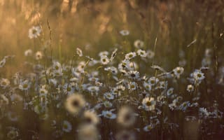 Картинка свет, солнце, лето, цветы, поляна, природа, трава, ромашки